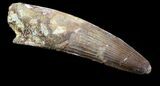 Spinosaurus Tooth - Cyber Monday Deal! #56770-1